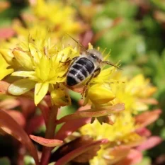 Wildbiene auf gelber Blüte